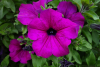 (п.ф.) Петуния Мамбо Джи Пи Дип Парпл,100 шт (№9-5-18) Поиск