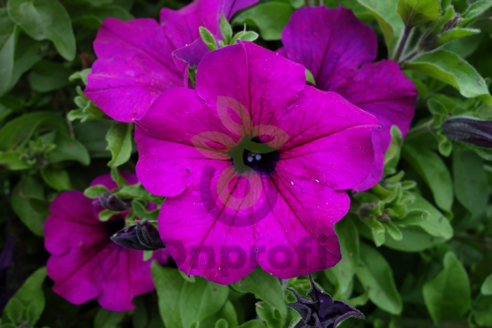 (п.ф.) Петуния Мамбо Джи Пи Дип Парпл,100 шт (№9-5-18) Поиск