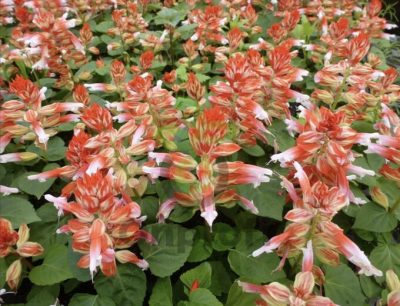 (п.ф.) Сальвия Редди Скарлет Биколор F1,100 шт (№10-33)