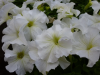(п.ф.) Петуния Мираж Вайт F1,