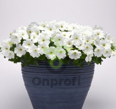 (п.ф.) Петуния Мираж Вайт F1,