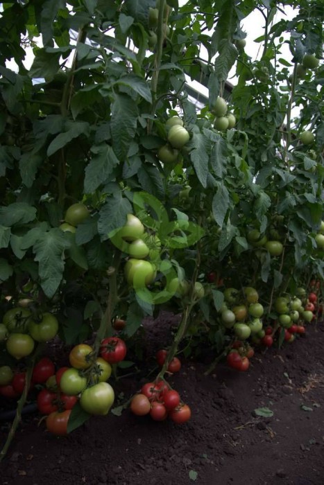 Томат Розовый Стиль,