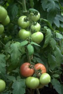 Томат Розовый Стиль,