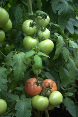 Томат Розовый Стиль,