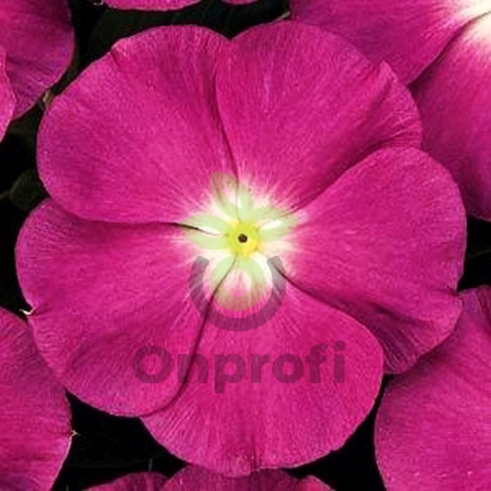 (п.ф.) Катарантус Пацифика ХР Черри Ред Хало, 100 шт (№7-63)