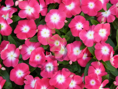 (п.ф.) Катарантус Пацифика ХР Черри Ред Хало, 100 шт (№7-63)