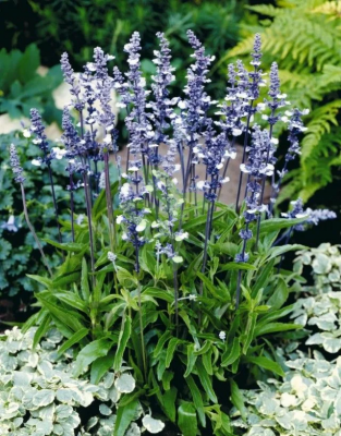 (п.ф.) Сальвия Фейри Квин,