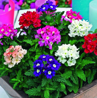 (п.ф.) Вербена Тускани Микс,