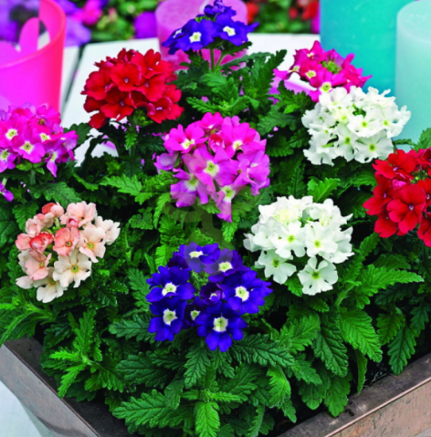 (п.ф.) Вербена Тускани Микс,