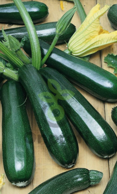 Кабачок цуккини Фараон, 5гр (фасовка)