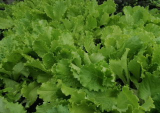 Салат Букет листовой, 5гр (фасовка)