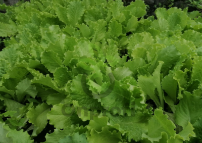 Салат Букет листовой, 5гр (фасовка)