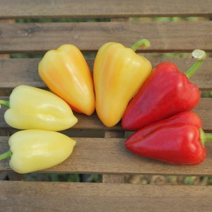 Перец Рико F1,