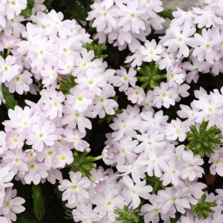 (п.ф.) Вербена Кварц ХР Сильвер, 30 шт (№6-20)