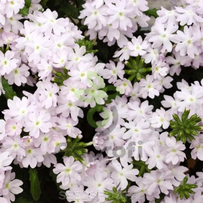 (п.ф.) Вербена Кварц ХР Сильвер, 30 шт (№6-20)