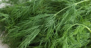 Укроп Грибовский, 0,5 кг