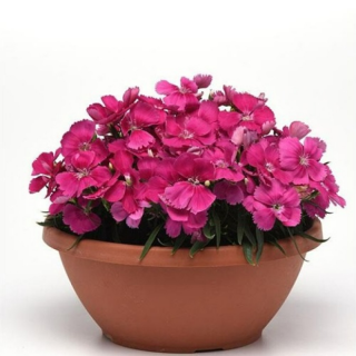 (п.ф.) Гвоздика Корона Роуз,