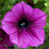 (п.ф.) Петуния Мамбо Джи Пи Орхид Вейнед,100 шт (№9-5-12) Поиск
