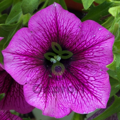 (п.ф.) Петуния Мамбо Джи Пи Орхид Вейнед,100 шт (№9-5-12) Поиск