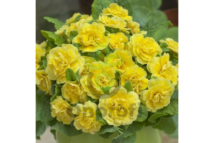 (п.ф.) Примула Данова Лемон Еллоу, 100 шт (№6-164)