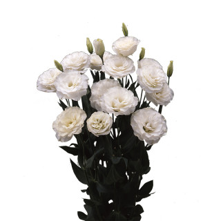 (п.ф.) Эустома Арена II Килиманджаро F1,