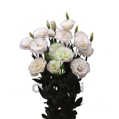 (п.ф.) Эустома Арена II Килиманджаро F1,