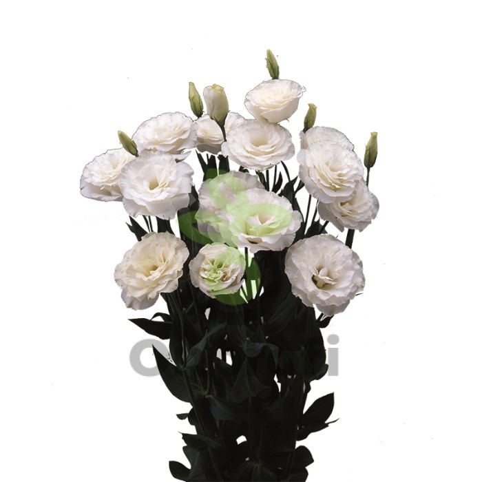 (п.ф.) Эустома Арена II Килиманджаро F1,