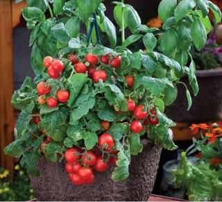 Томат Ред Робин F1, 50шт 