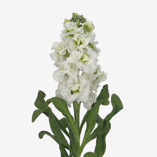 (п.ф.) Маттиола Айрон Вайт, 250 шт (№6-606)