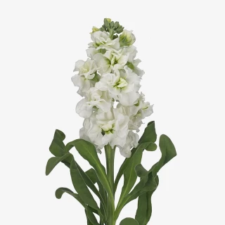 (п.ф.) Маттиола Айрон Вайт, 250 шт (№6-606)