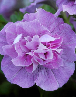 (п.ф.) Петуния Дуо Лавендер F1, 100 драже (№9-2-51)