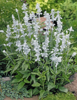 (п.ф.) Сальвия Эволюшн Вайт,