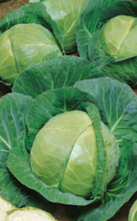 Капуста белокочанная Белорусская 455,