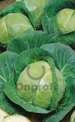 Капуста белокочанная Белорусская 455,