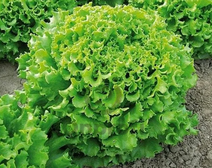 Салат Гранд рапидс, 5гр (фасовка)