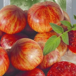 Томат Хамелеон, 0,5гр (фасовка)