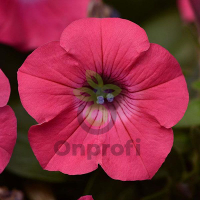 (п.ф.) Петуния Тайдал Вейв Пинк Хот F1, 100 шт (№9-1-68)