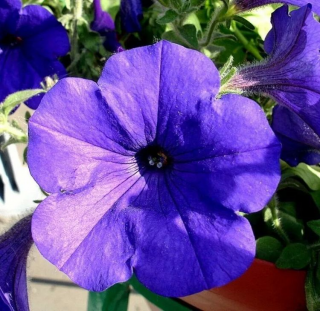 (п.ф.) Петуния Фалкон Блю F1,