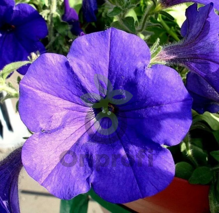 (п.ф.) Петуния Фалкон Блю F1,