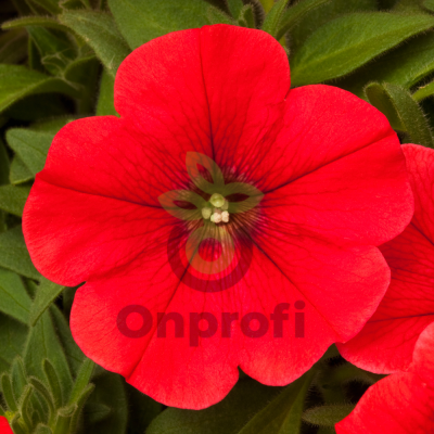 (п.ф.) Петуния Мамбо Джи Пи Ред,100 шт (№9-5-15) Поиск