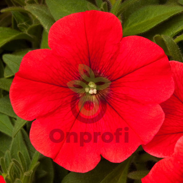 (п.ф.) Петуния Мамбо Джи Пи Ред,100 шт (№9-5-15) Поиск