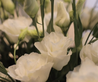 (п.ф.) Эустома Арена I Вайт F1, 100 драже (№12-41)