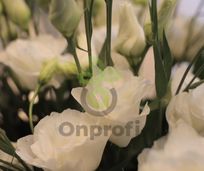 (п.ф.) Эустома Арена I Вайт F1, 100 драже (№12-41)