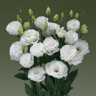 (п.ф.) Эустома Арена I Вайт F1, 100 драже (№12-41)