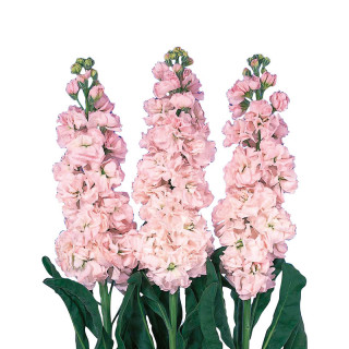 (п.ф.) Маттиола Айрон Пинк, 250 шт (№6-607)