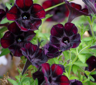 (п.ф.) Петуния Дебонейр Блек Черри, 250 драже (№9-5-77)