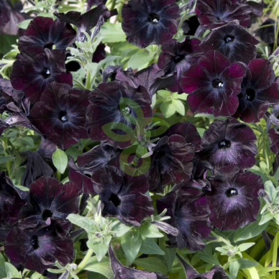 (п.ф.) Петуния Дебонейр Блек Черри, 250 драже (№9-5-77)