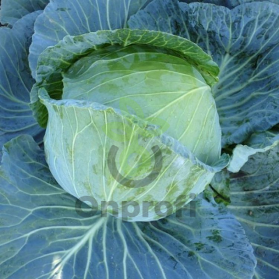 Капуста белокочанная Марло F1,