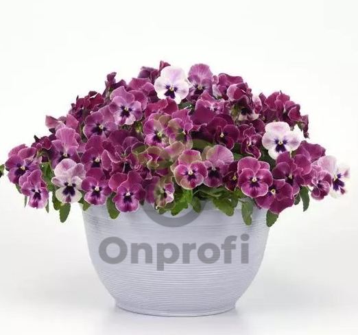 (п.ф.) Виола ампельная Топ Вейв F1 Пинк Шейдес,