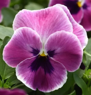 (п.ф.) Виола ампельная Топ Вейв F1 Пинк Шейдес,